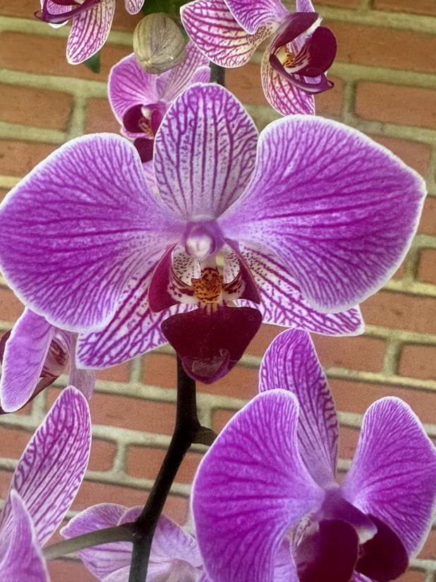 : Foto 7