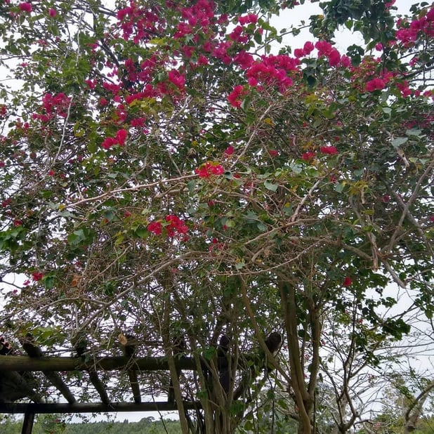 : Foto 6