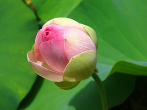 Programa Flor de Lotus botão - pacote de 5 sessões