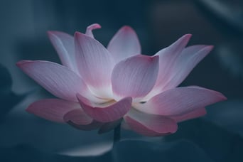 Programa Flor de Lotus Pacote de 10 sessões.