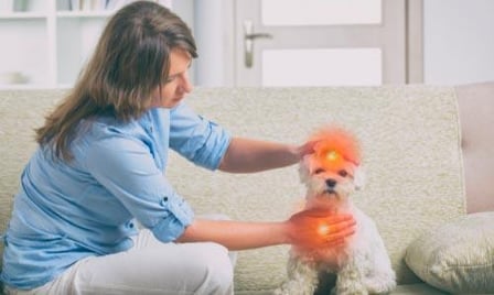 Reiki para animais
