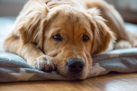 Cura e equilíbrio para seu pet: uma terapia além do visível