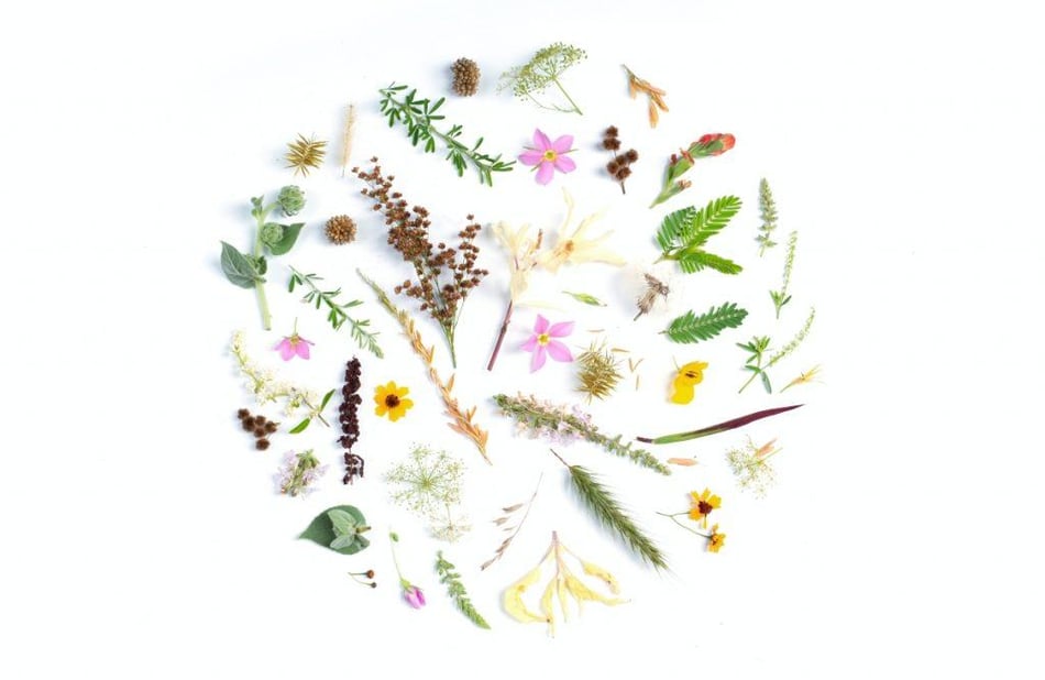 Pacote de Atendimento em Terapia Floral