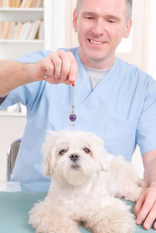 Radiestesia e tratamento para Pet